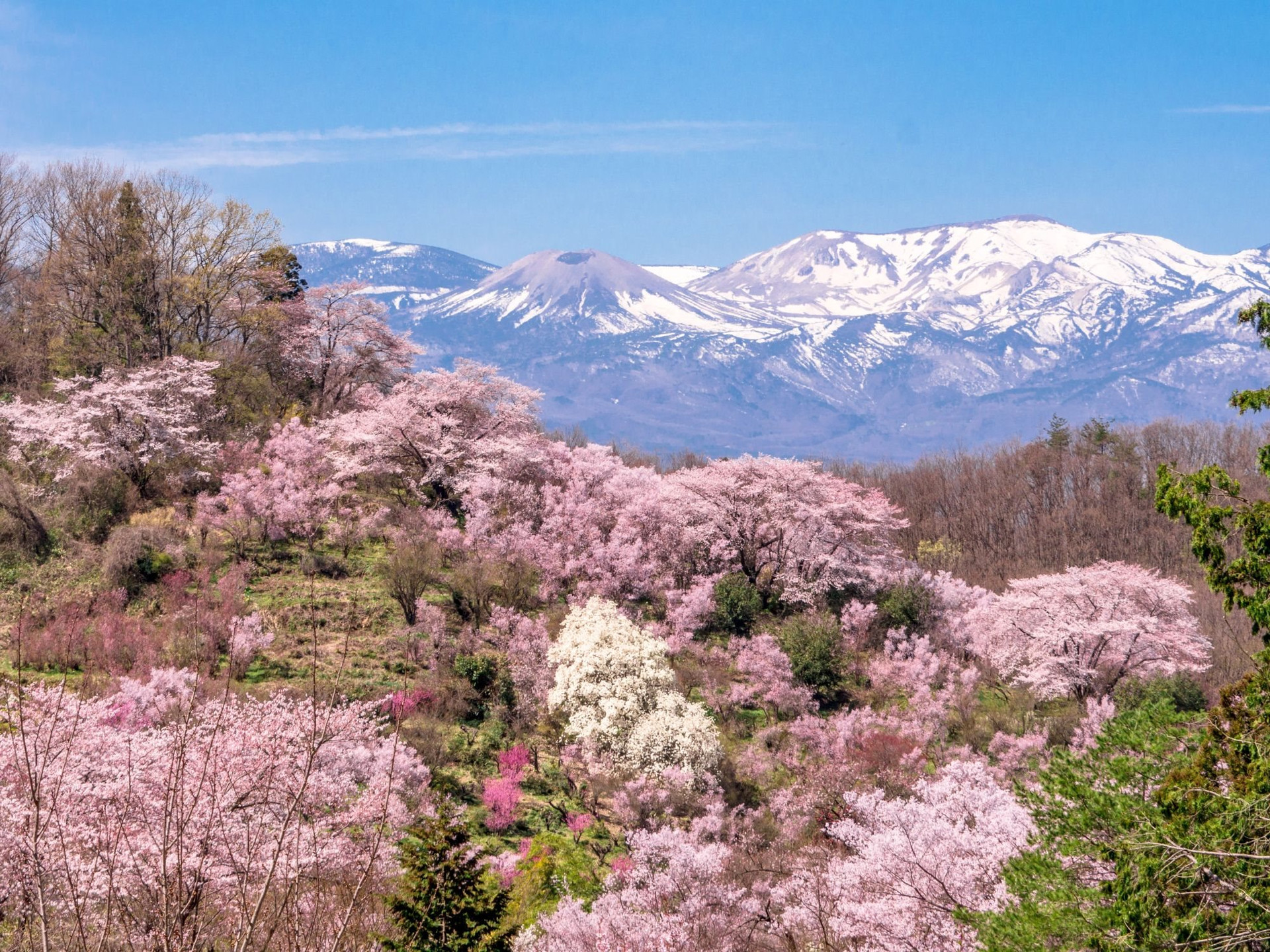 0000000_hanamiyama_park_in_fukushima_city_aa2227_03_efbwsy.jpg