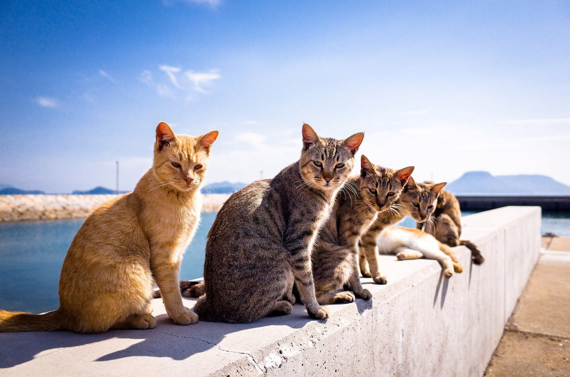 japan-aoshima-cat-island.jpg