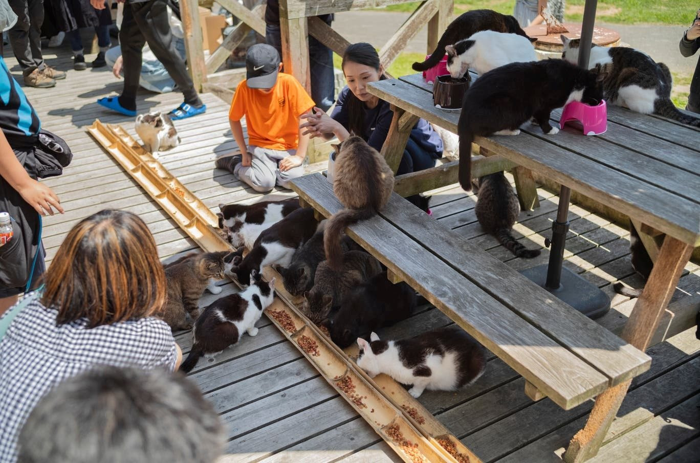 japan_island_of_cats_photo_galle.jpg