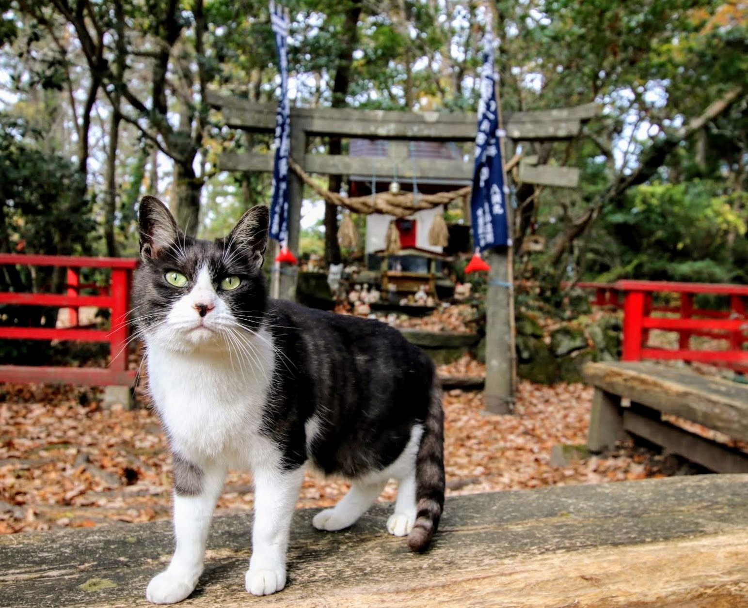 tashirojima-cat-shrine-lcb.jpg