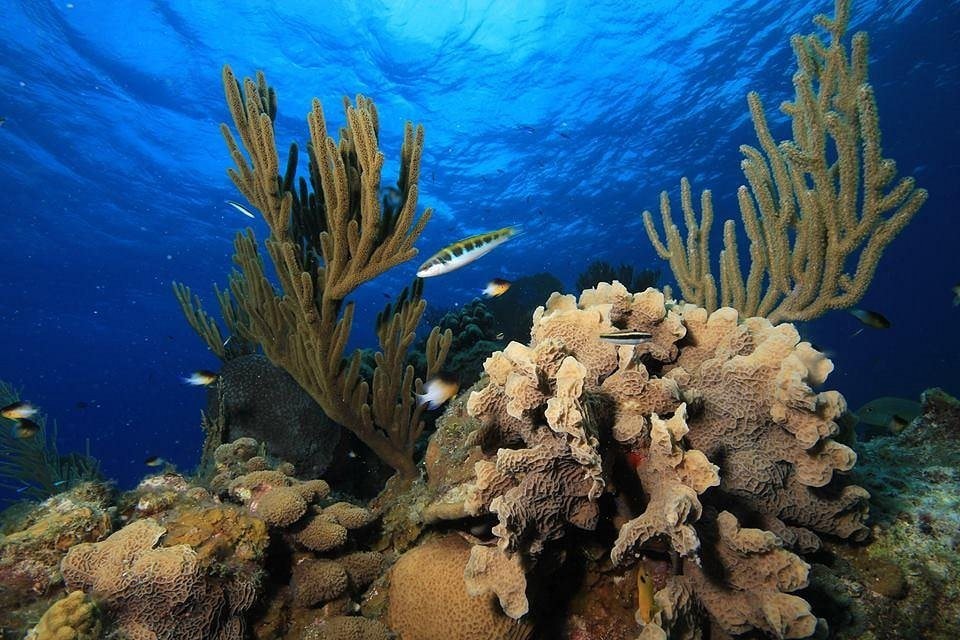 playa-coral.jpg