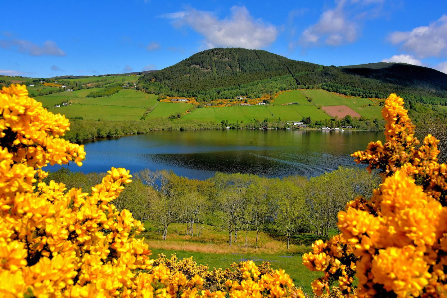 scotland-highlands-loch-ness-yellow-gorse-1440x961.jpg