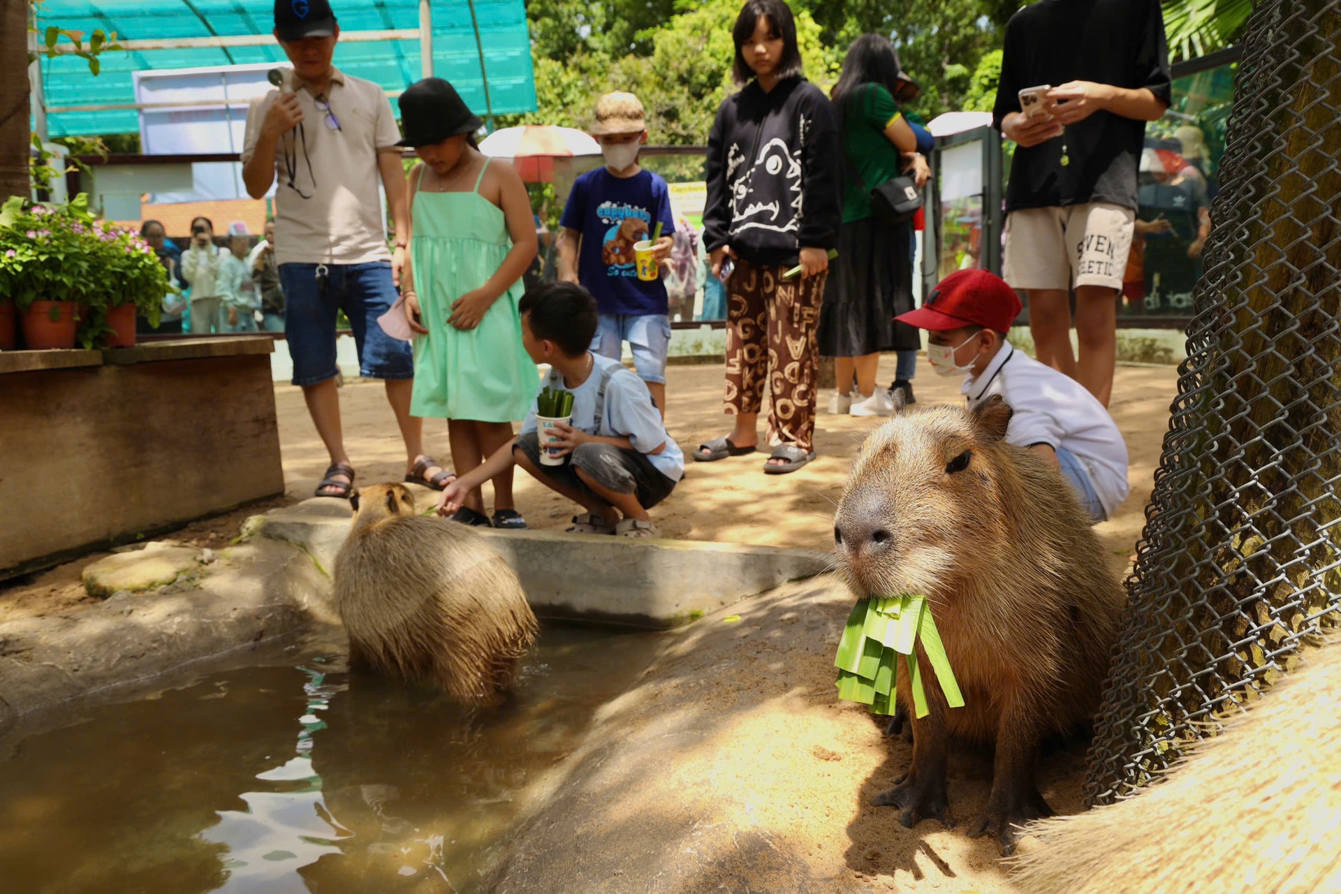 capybara 1
