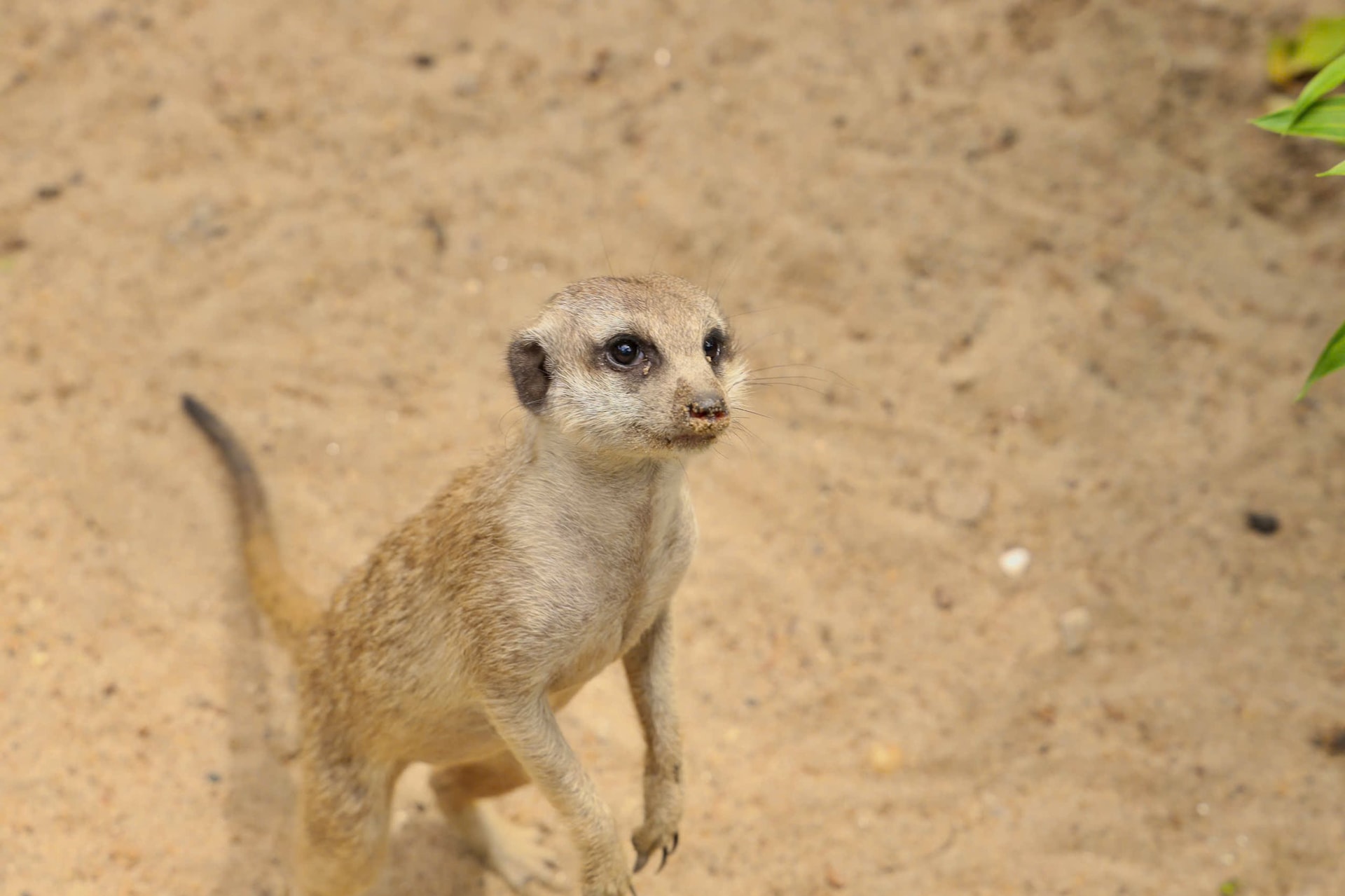 cầy meerkat 1