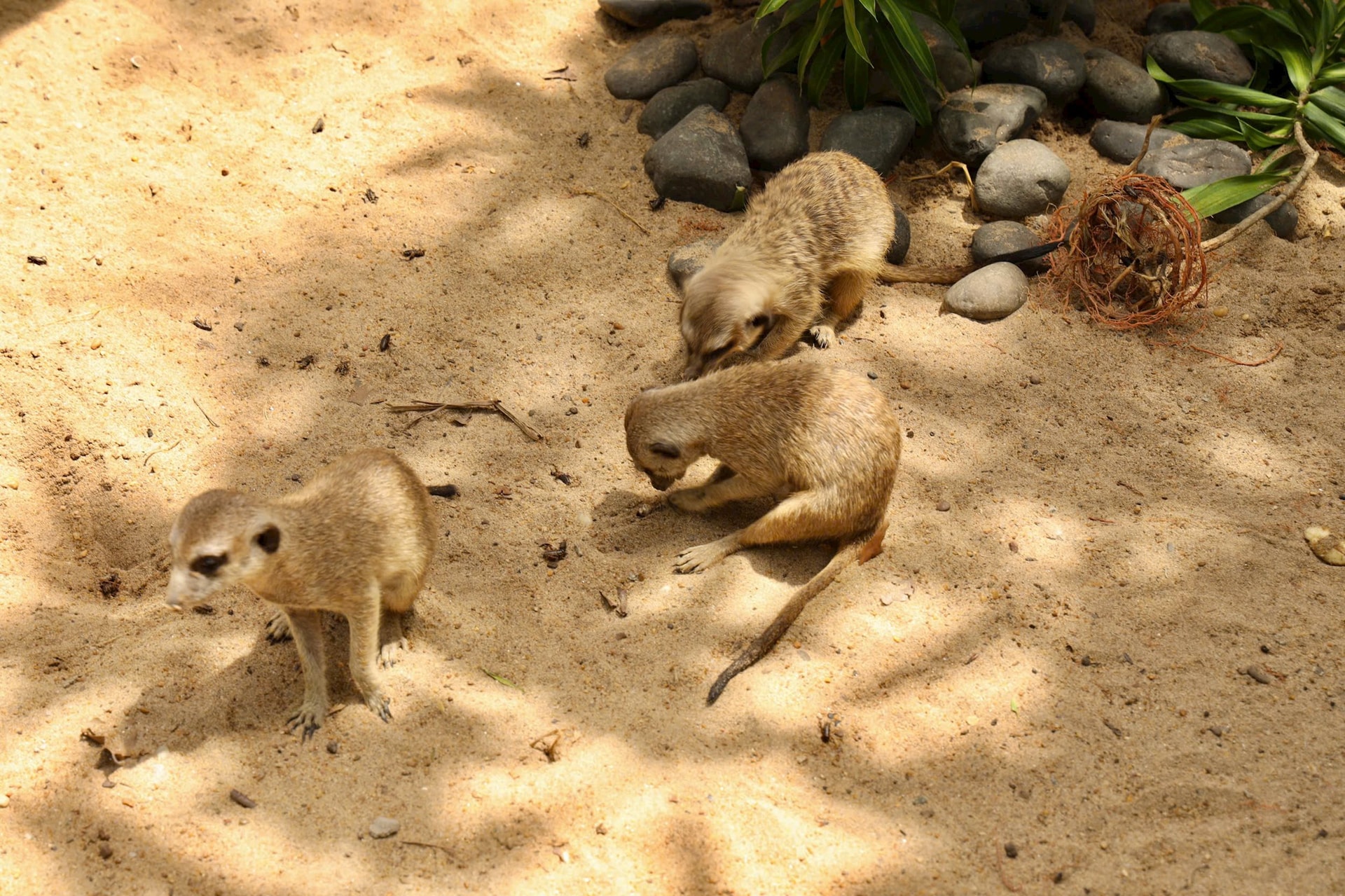 cầy meerkat 2