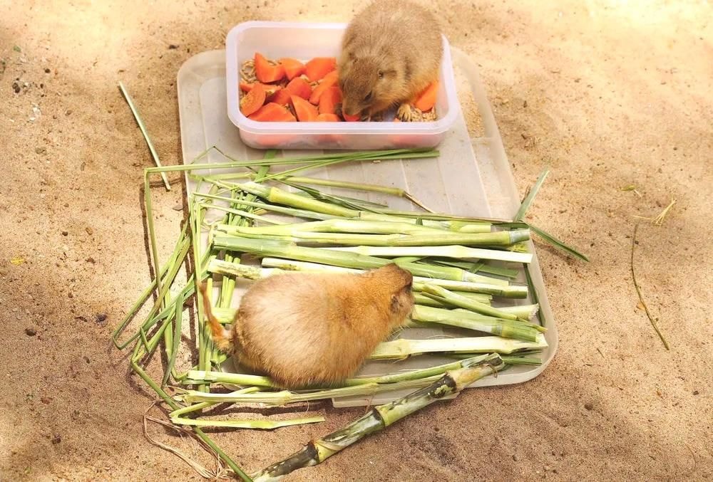 sóc bắc mỹ 2