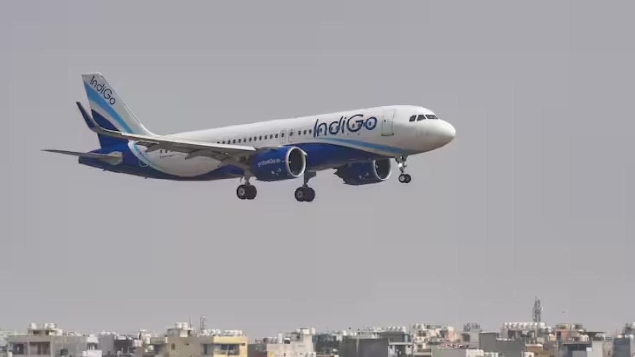 indigo.jpg