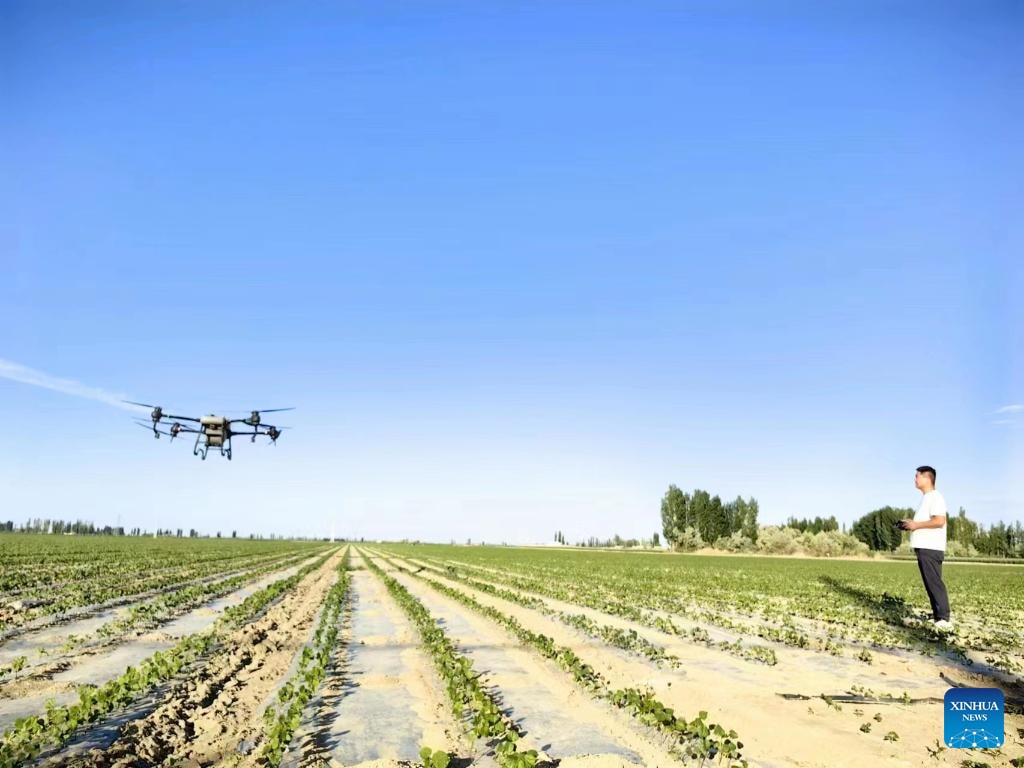 Một kỹ thuật viên điều khiển UAV nông nghiệp trên cánh đồng ở Tân Cương. (Ảnh: Xinhua)