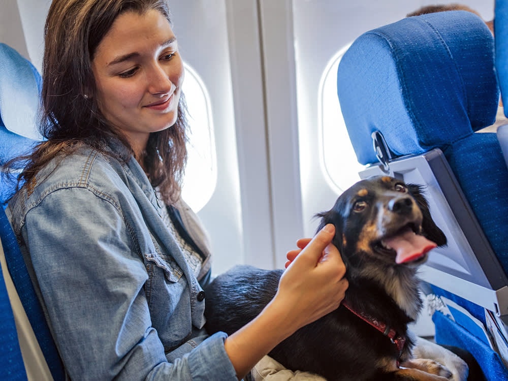 2024-04-25_comparing_dog_friendly_airlines_-_hero.jpg