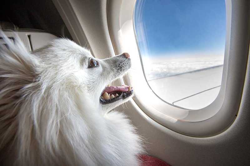 dog_on_plane_resized.jpg
