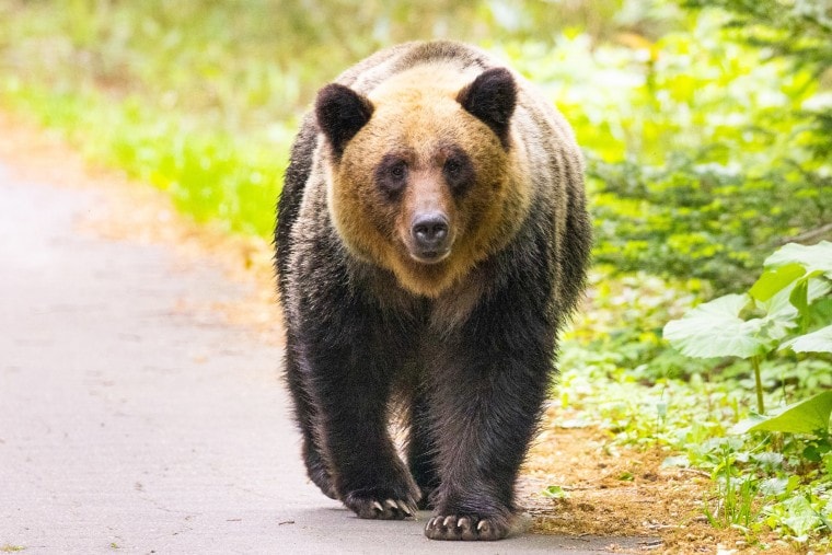 Japan bear attacks: Troops deployed to Akita after record sightings
