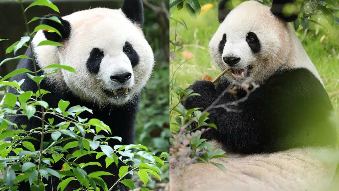 gấu trúc