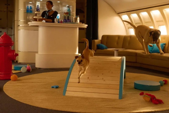 Hãng bay bán vé cho khách và chó giá 150 triệu đồng