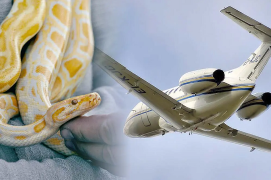 Mang 16 con rắn lên máy bay, hành khách Thái Lan bị bắt