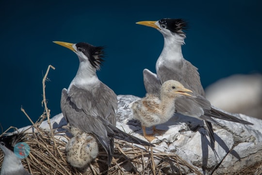 Giữ màu xanh Côn Đảo: Khuyến khích đi du lịch có trách nhiệm