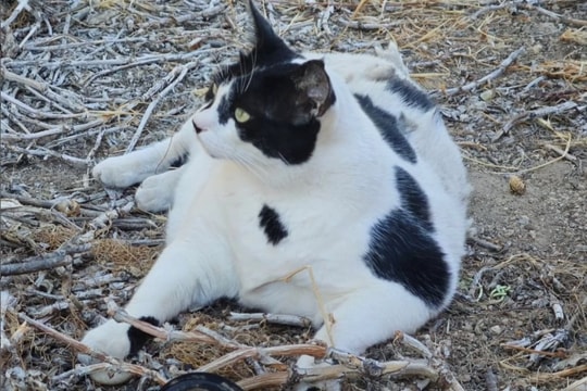 Du khách đổ xô tới hòn đảo ở Hy Lạp để chiêm ngưỡng… chú mèo béo nổi tiếng