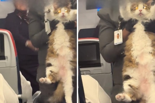 Chú mèo bỏ chủ khoang phổ thông, chiếm ghế hạng Nhất khiến máy bay náo loạn