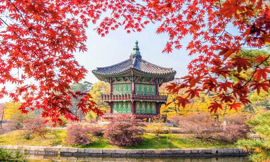 Chỉ 20 triệu đồng, du khách đi khắp châu Á ngắm lá vàng, lá đỏ