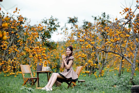 Gợi ý lịch trình 1 ngày trải nghiệm tại vườn hồng Mộc Châu