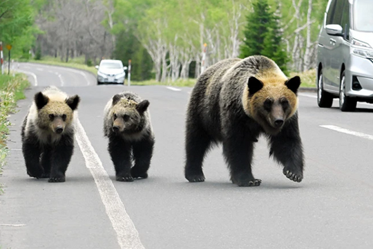 Nhật Bản đóng cửa toàn bộ đường bay vì gấu