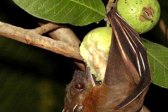 Năm lưu ý quan trọng phòng bệnh từ virus Nipah