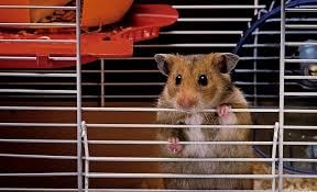 Hỗn loạn trên máy bay ở Bồ Đào Nha, chuột hamster phá lồng chạy tán loạn