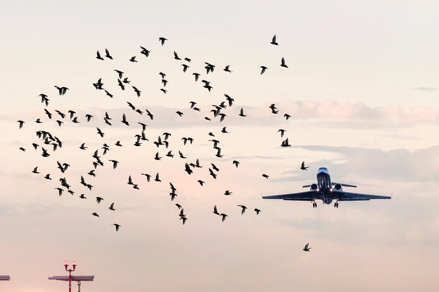 Reuters: Chim va vào cả hai động cơ của máy bay Jeju Air gặp nạn