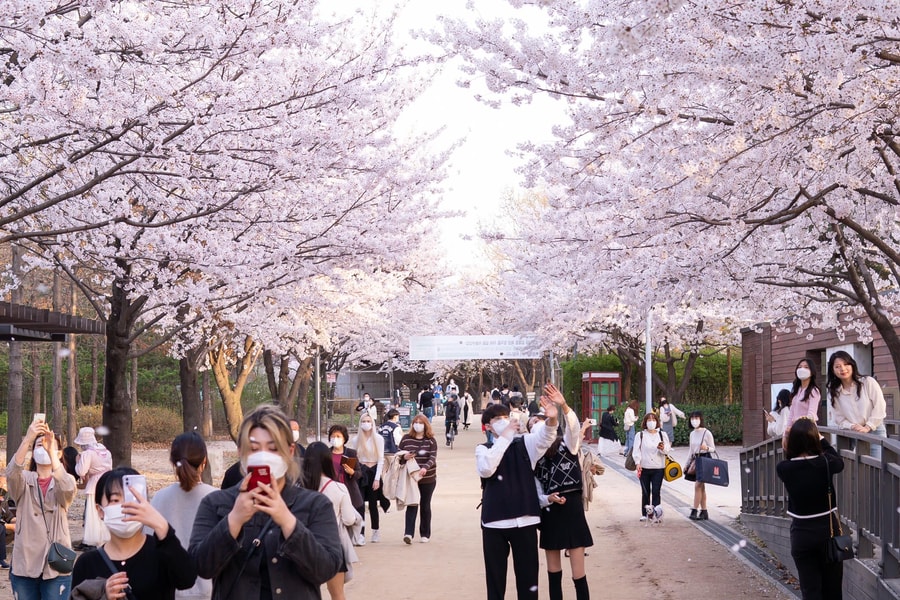 Lịch nở hoa anh đào Hàn Quốc 2025 và những điểm ngắm đẹp nhất