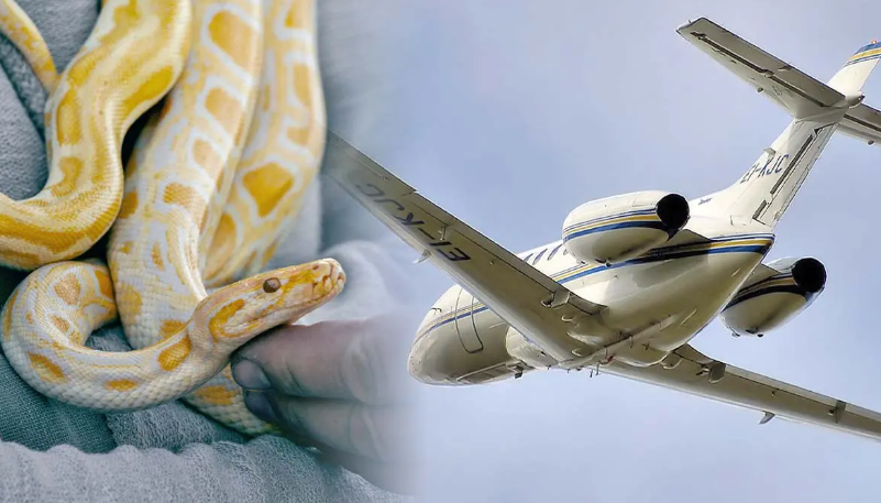 Mang 16 con rắn lên máy bay, hành khách Thái Lan bị bắt