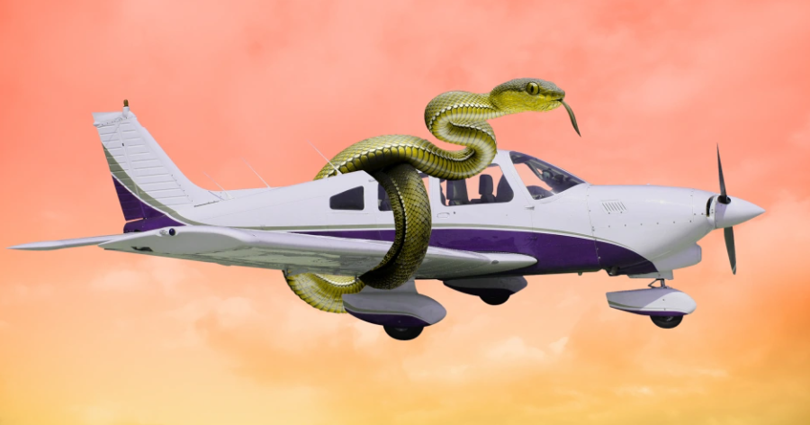 Hành khách ảo giác có "rắn" trên máy bay, hãng hàng không thiệt hại lớn vì đổi hướng