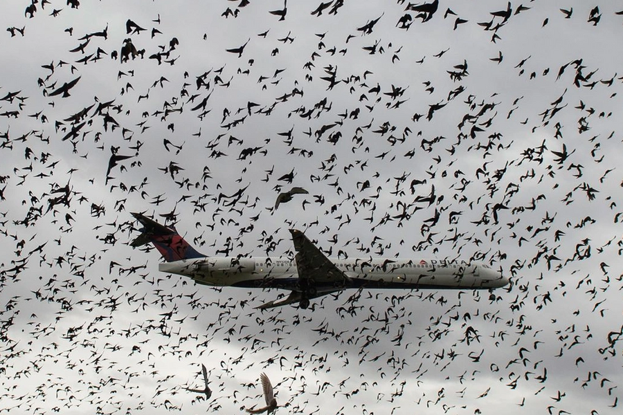 Những chuyến bay gián đoạn do “hành khách bất đắc dĩ”