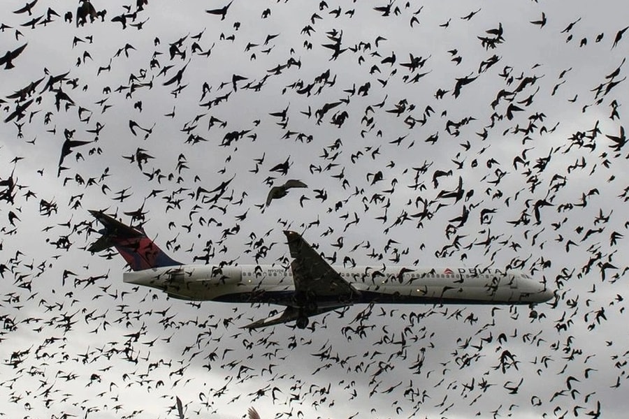 Kiểm soát chim tại cảng hàng không, sân bay