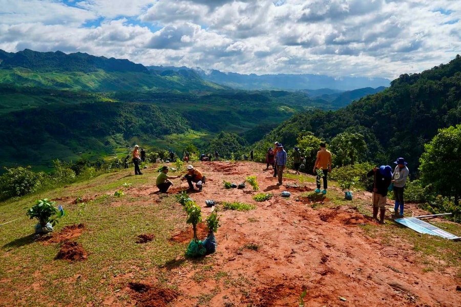 Doanh nghiệp hàng không có thể trồng rừng bù trừ carbon