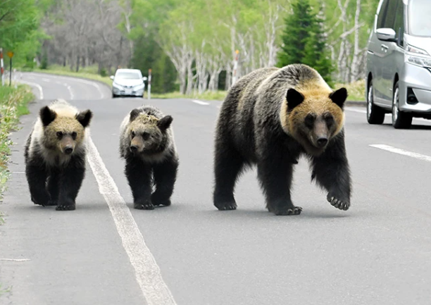 Nhật Bản đóng cửa toàn bộ đường bay vì gấu