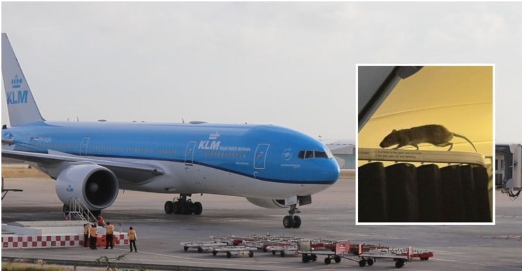 Chuột lẻn vào máy bay, hơn 250 hành khách mắc kẹt ở Caribbean